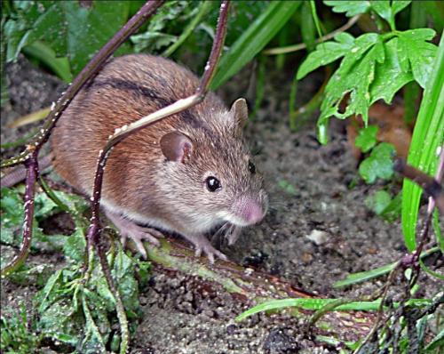 Как избавиться от полевых мышей на огороде. Как бороться с полевыми мышами в огороде и как предотвратить их появление