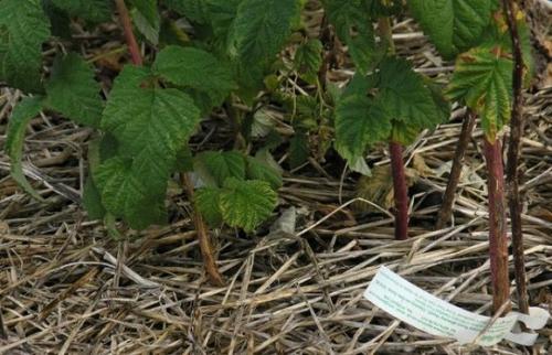 Чем подкормить малину осенью. Подкормка садовой малины с весны до осени