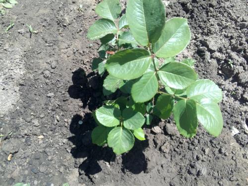 Можно ли мульчировать розы сосновой корой. Чем мульчировать розы: 6 подходящих для этого видов органических материалов