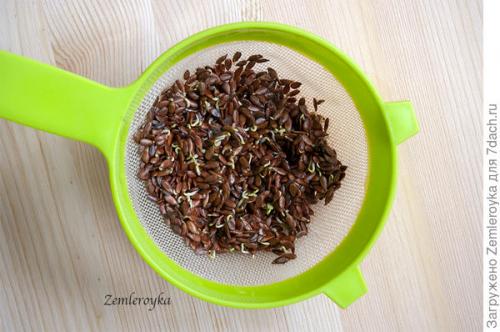 Микрозелень в банке. Микрозелень и проростки - живая еда на подоконнике