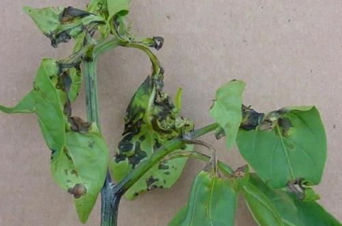 У перцев опадают листья. Основные причины опадения листьев перца 06 У перцев опадают листья. Основные причины опадения листьев перца 06