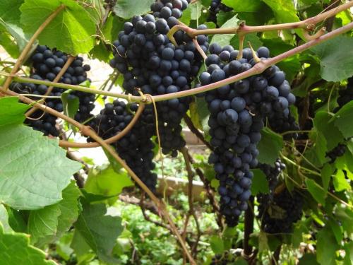 Как сделать кислый виноград сладким. Почему виноград несладкий