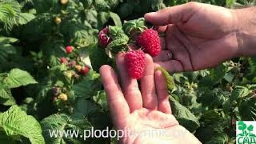 Сорта ремонтантной малины В Украине. Лучшие Ремонтантные Сорта Малины В Украине