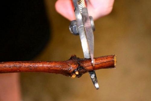 Можно ли посадить виноград осенью. Необходимые действия весной 09