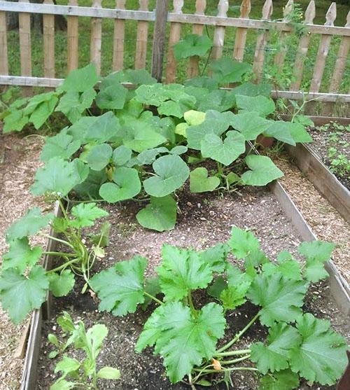 Как часто поливать тыкву. Как растет тыква: необходимые условия и особенности