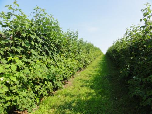 Размножение малины верхушечными отводками. Размножение малины