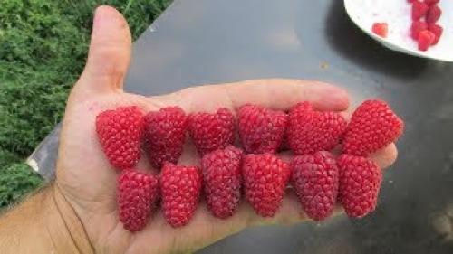 Сорта ремонтантной малины В Украине. Лучшие Ремонтантные Сорта Малины В Украине