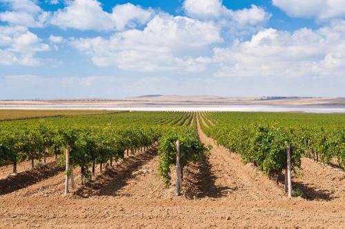 Уход за виноградом осенью на Кубани. Особенности ухода 06