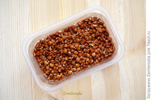 Микрозелень в банке. Микрозелень и проростки - живая еда на подоконнике