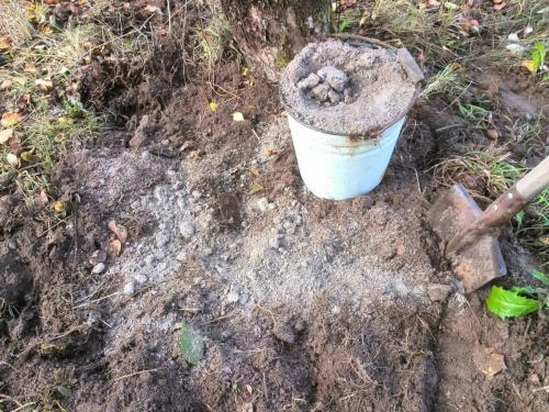 Чем подкормить колоновидные яблони осенью. Чем подкормить яблоню осенью для хорошей зимовки и высокого урожая