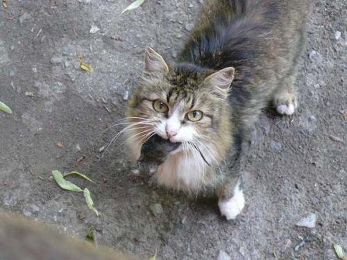 Как избавится от мышей на даче навсегда. Лучший метод защиты от мышей и крыс