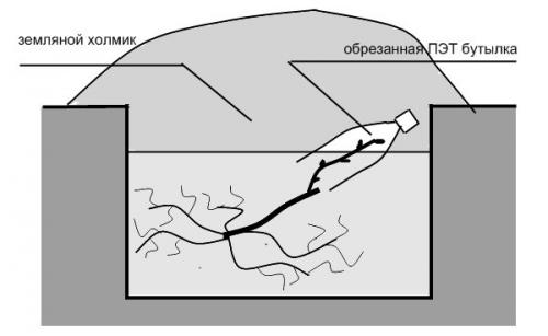 Уход за виноградом осенью на Кубани. Особенности ухода 01