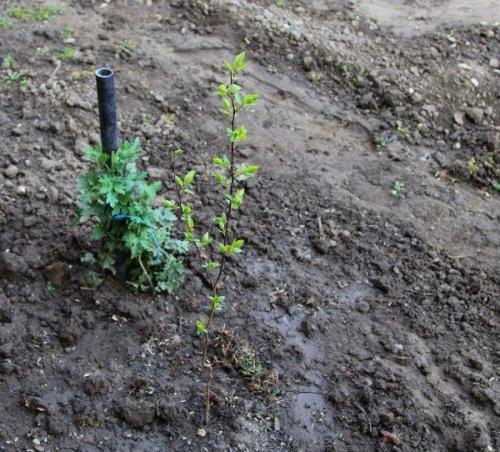 Размножение вишни косточками. Размножение косточками (семенами)