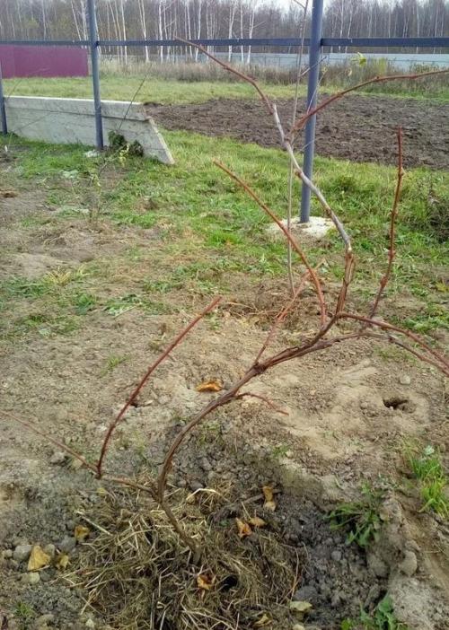 Уход за виноградом осенью на Кубани. Особенности ухода 07