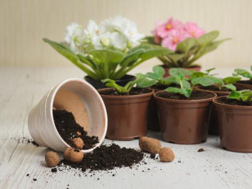 Древесный уголь, как удобрение для комнатных растений. Активированный уголь: отличная подкормка для комнатных цветов. Особенности применения