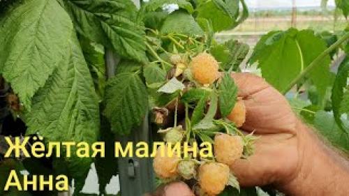 Сорта ремонтантной малины В Украине. Лучшие Ремонтантные Сорта Малины В Украине