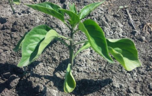 У перцев опадают листья. Основные причины опадения листьев перца 09 У перцев опадают листья. Основные причины опадения листьев перца 09