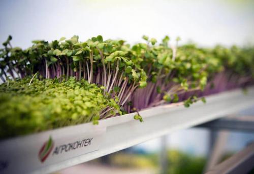 Микрозелень в домашних условиях без земли. Как вырастить микрозелень в домашних условиях 07