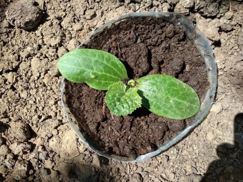 Как поливать кабачки в открытом грунте. Как часто нужно поливать кабачки и как правильно это делать?