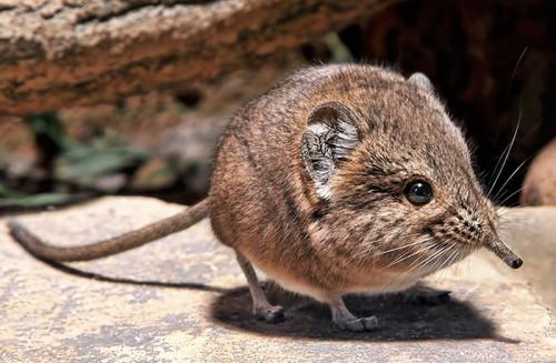 Чем отпугнуть мышей с грядок. Разновидности огородно-дачных вредителей