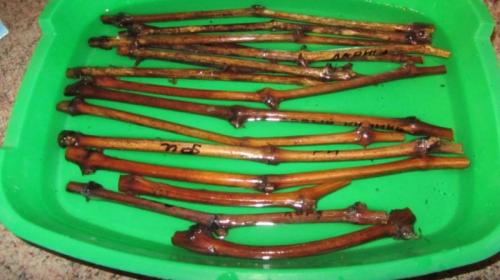 Можно ли посадить виноград осенью. Необходимые действия весной 10