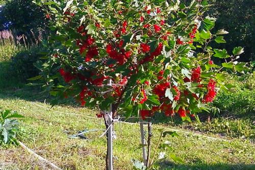 Смородина на штамбе уход. Смородина на штамбе: как выращивать штамбовую смородину