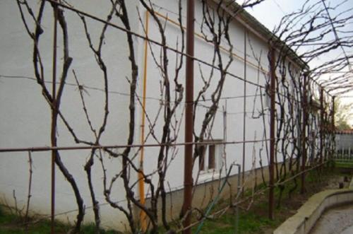 Можно ли посадить виноград осенью. Необходимые действия весной 08