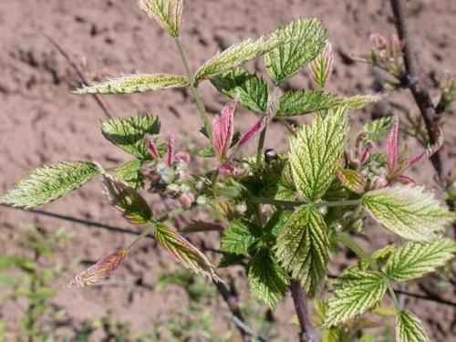 Чем подкормить малину осенью. Подкормка садовой малины с весны до осени