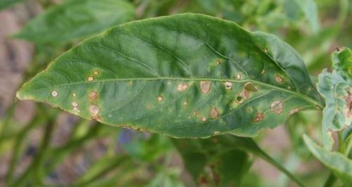 У перцев опадают листья. Основные причины опадения листьев перца 04 У перцев опадают листья. Основные причины опадения листьев перца 04