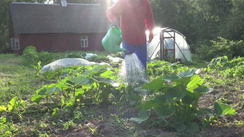Как поливать кабачки в открытом грунте. Как часто нужно поливать кабачки и как правильно это делать?