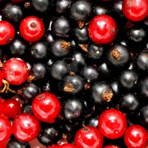 Как посадить смородину черенками в картинках. Заготовка черенков и весенняя обрезка