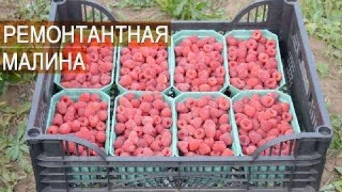 Сорта ремонтантной малины В Украине. Лучшие Ремонтантные Сорта Малины В Украине