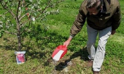 Чем подкармливать яблоню осенью. Чем удобрять яблоню осенью 04