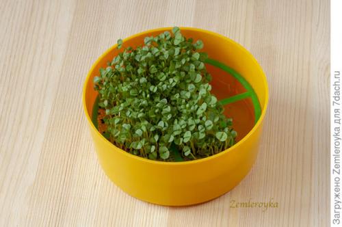 Микрозелень в банке. Микрозелень и проростки - живая еда на подоконнике