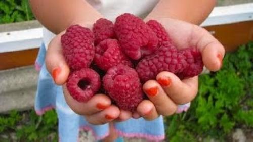 Сорта ремонтантной малины В Украине. Лучшие Ремонтантные Сорта Малины В Украине