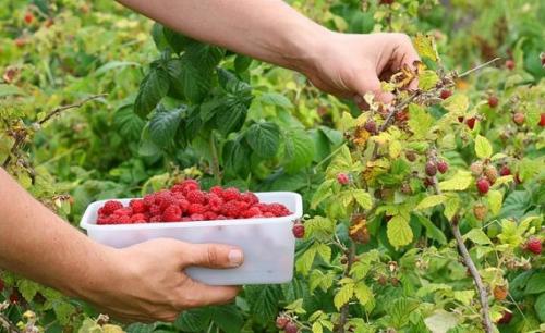 Чем подкормить малину осенью. Подкормка садовой малины с весны до осени