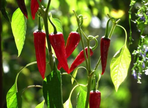 Почему опадают листья у домашнего перца. Почему у перца опадают листья