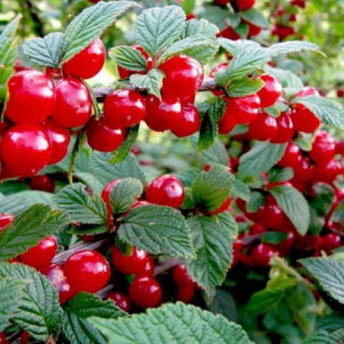 Как размножить войлочную вишню. Разведение черенками – просто и доступно 03