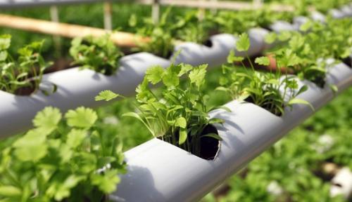 Как хранить микрозелень. Бизнес на зелени: классические и инновационные технологии выращивания