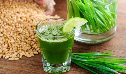 Как хранить микрозелень. Бизнес на зелени: классические и инновационные технологии выращивания