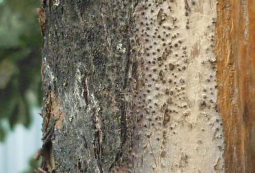 Бактериальный рак яблони лечение. Симптомы и диагностика