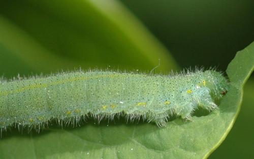 На капусте зеленые гусеницы. Описание вредителя 03 На капусте зеленые гусеницы. Описание вредителя 03