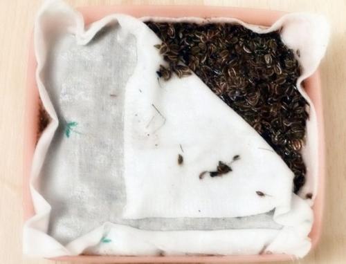 Чем отпугнуть мышей с грядок. Разновидности огородно-дачных вредителей 05 Чем отпугнуть мышей с грядок. Разновидности огородно-дачных вредителей 05