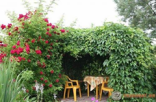 Беседка для винограда из профильной трубы. Беседка из винограда