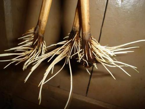 Как вырастить саженцы винограда. Посадка пророщенных черенков