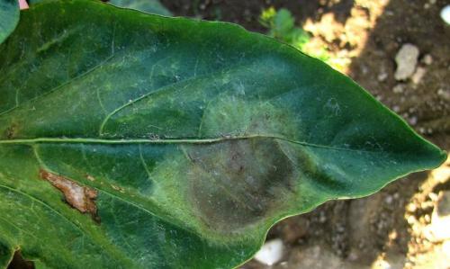 У перцев опадают листья. Основные причины опадения листьев перца 02 У перцев опадают листья. Основные причины опадения листьев перца 02