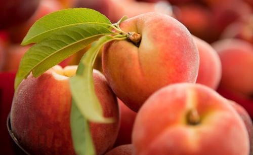 Когда открывать персик весной. Посадка персика