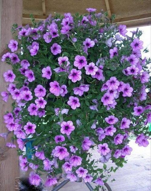 Подвесные клумбы 01