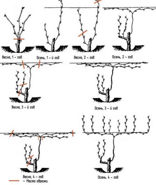 Уход за виноградом осенью на Кубани. Особенности ухода 04