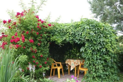 Беседка из винограда своими руками. Конструкции беседок 15 Беседка из винограда своими руками. Конструкции беседок 15